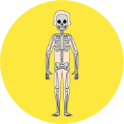 HUMAN BODY