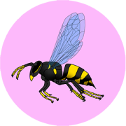 INSECTS